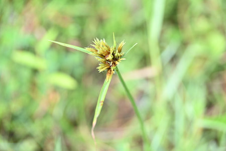 Cyperus polystachyos grass. Its common names Pycreus polystachyos,Â manyspike flatsedge, bunchy sedge, coast flatsedge,Â many spiked sedge and Texas sedge.の写真素材