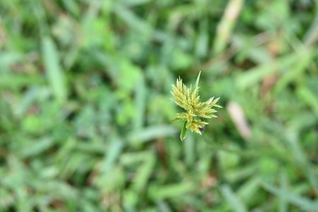 Cyperus polystachyos grass. Its common names Pycreus polystachyos,Â manyspike flatsedge, bunchy sedge, coast flatsedge,Â many spiked sedge and Texas sedge.の写真素材