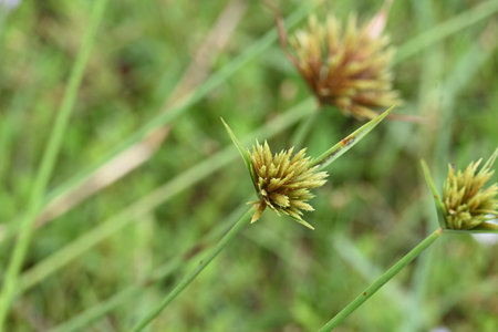 Cyperus polystachyos grass. Its common names Pycreus polystachyos,Â manyspike flatsedge, bunchy sedge, coast flatsedge,Â many spiked sedge and Texas sedge.の写真素材