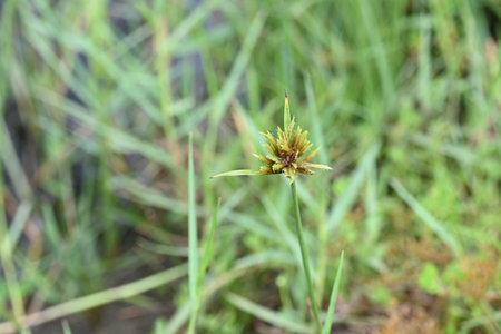 Cyperus polystachyos grass. Its common names Pycreus polystachyos,Â manyspike flatsedge, bunchy...