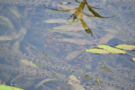 Little red fish are playing in water. A school of newborn red fish is swimming in the river where they live. Marine life. Aquatic creatures.の写真素材