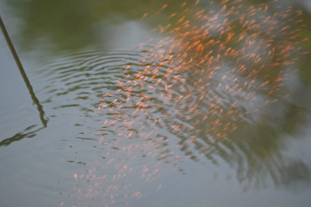 Little red fish are playing in water. A school of newborn red fish is swimming in the river where...