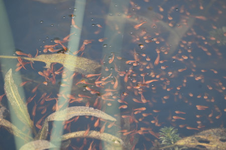 Little red fish are playing in water. A school of newborn red fish is swimming in the river where they live. Marine life. Aquatic creatures.の写真素材