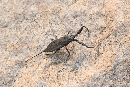 Water scorpions. NepidaeÂ is a family of aquaticÂ HeteropteranÂ insectsÂ in the...