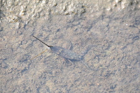 Water scorpions. NepidaeÂ is a family of aquaticÂ HeteropteranÂ insectsÂ in the...