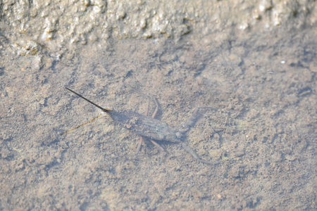 Water scorpions. NepidaeÂ is a family of aquaticÂ HeteropteranÂ insectsÂ in the...