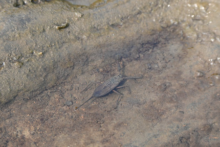 Water scorpions. NepidaeÂ is a family of aquaticÂ HeteropteranÂ insectsÂ in the...