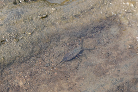 Water scorpions. NepidaeÂ is a family of aquaticÂ HeteropteranÂ insectsÂ in the...