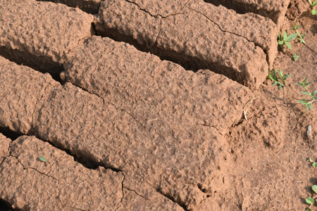 Raw clay bricks have soaked in water.
Sun dried mud bricks, ruined by getting soaked in rain water....