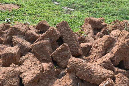 Raw clay bricks have soaked in water.
Sun dried mud bricks, ruined by getting soaked in rain water. Bricks production.の写真素材
