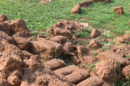 Raw clay bricks have soaked in water.
Sun dried mud bricks, ruined by getting soaked in rain water....