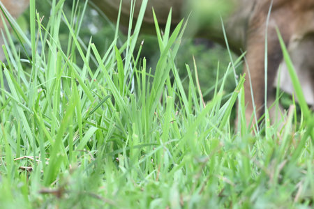 Desmostachya bipinnata grass. Its common names Â halfa grass,Â big cordgrass,Â salt reed...