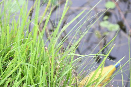 Desmostachya bipinnata grass. Its common names Â halfa grass,Â big cordgrass,Â salt reed grass, Kusha grass and Darbha grass. This  is anÂ Old WorldÂ perennial grass, long known.の写真素材