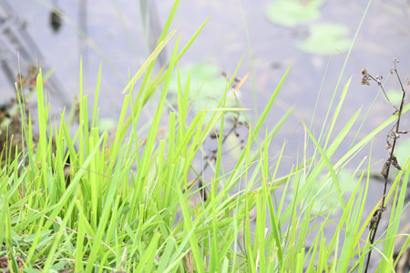 Desmostachya bipinnata grass. Its common names Â halfa grass,Â big cordgrass,Â salt reed...