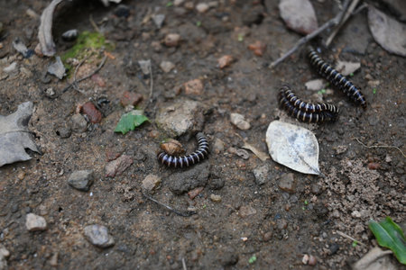 Greenhouse millipedes mating. Its common names are Oxidus gracilis, hothouse millipede, shortflange millipede and garden millipede.の写真素材
