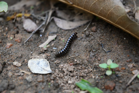 Greenhouse millipedes mating. Its common names are Oxidus gracilis, hothouse millipede, shortflange millipede and garden millipede.の写真素材