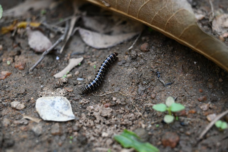 Greenhouse millipedes mating. Its common names are Oxidus gracilis, hothouse millipede, shortflange millipede and garden millipede.の写真素材