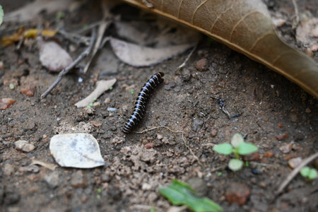 Greenhouse millipedes mating. Its common names are Oxidus gracilis, hothouse millipede, shortflange millipede and garden millipede.の写真素材