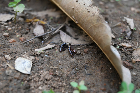 Greenhouse millipedes mating. Its common names are Oxidus gracilis, hothouse millipede, shortflange millipede and garden millipede.の写真素材