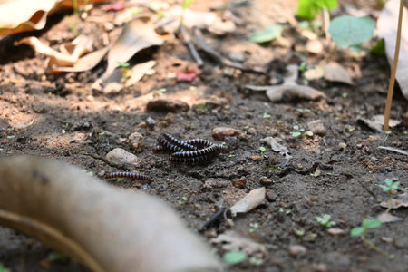Greenhouse millipedes mating. Its common names are Oxidus gracilis, hothouse millipede, shortflange millipede and garden millipede.の写真素材