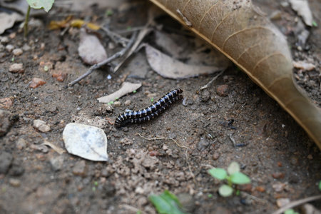 Greenhouse millipedes mating. Its common names are Oxidus gracilis, hothouse millipede, shortflange millipede and garden millipede. Paradoxosomatidae family millipede.の写真素材