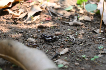 Greenhouse millipedes mating. Its common names are Oxidus gracilis, hothouse millipede, shortflange...