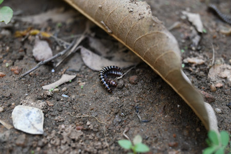 Greenhouse millipedes mating. Its common names are Oxidus gracilis, hothouse millipede, shortflange...