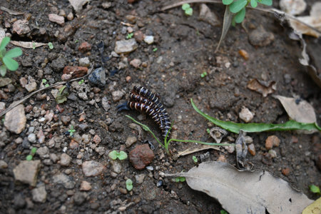 Greenhouse millipedes mating. Its common names are Oxidus gracilis, hothouse millipede, shortflange...