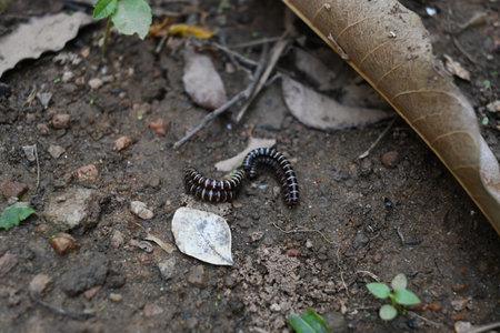 Greenhouse millipedes mating. Its common names are Oxidus gracilis, hothouse millipede, shortflange...