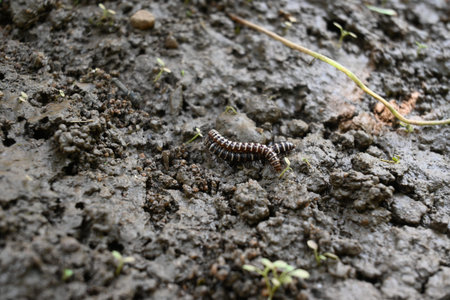 Greenhouse millipedes mating. Its common names are Oxidus gracilis, hothouse millipede, shortflange...