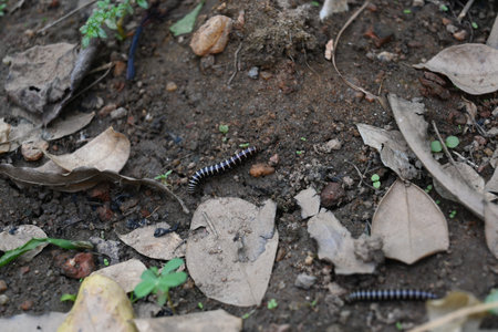 Greenhouse millipede. Its common names are Oxidus gracilis, hothouse millipede, shortflange millipede and garden millipede.の写真素材