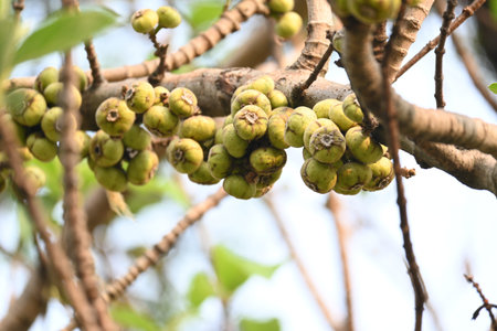 Ficus racemosa fruits. Its other names cluster fig,Â red river fig andÂ gular. This Â is a species of plant in the familyÂ Moraceae. It is native to Australia and tropical Asia.の写真素材