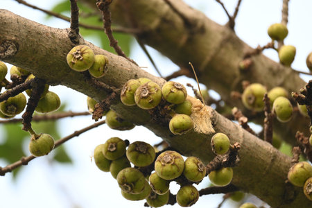 Ficus racemosa fruits. Its other names cluster fig,Â red river fig andÂ gular. This Â is a...