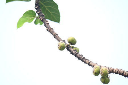 Ficus racemosa fruits. Its other names cluster fig,Â red river fig andÂ gular. This Â is a...