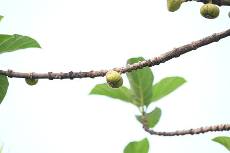 Ficus racemosa fruits. Its other names cluster fig,Â red river fig andÂ gular. This Â is a...