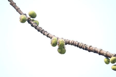Ficus racemosa fruits. Its other names cluster fig,Â red river fig andÂ gular. This Â is a...