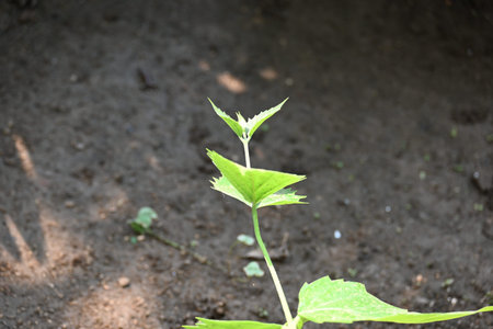 Nyctanthes arbor tristis plant. Its other names Â night blooming jasmine, tree of sorrow flower,...