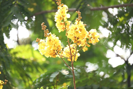 Peltophorum pterocarpum flower. Its other names copperpod,Â yellow flamboyant,Â yellow...