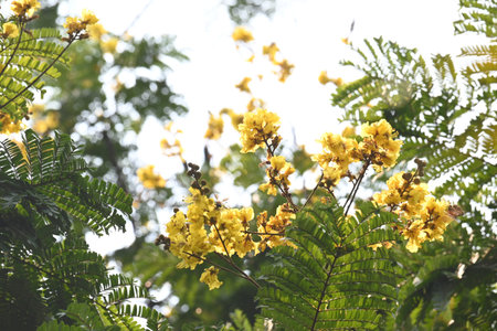 Peltophorum pterocarpum flower. Its other names copperpod,Â yellow flamboyant,Â yellow...