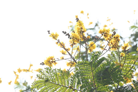 Peltophorum pterocarpum flower. Its other names copperpod,Â yellow flamboyant,Â yellow...