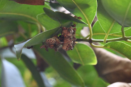 Paper wasps building their nest. Its common names Ropalidia marginata and Indian paper wasps. Paper...