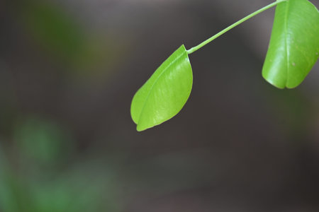 Red sandalwood leaf. Its common namesÂ red sanders,Â red saunders,Â Yerra...