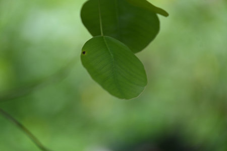 Red sandalwood leaf. Its common namesÂ red sanders,Â red saunders,Â Yerra...