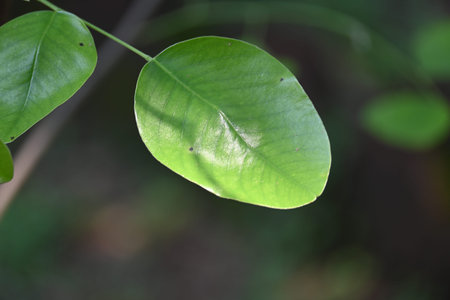 Red sandalwood leaf. Its common namesÂ red sanders,Â red saunders,Â Yerra...