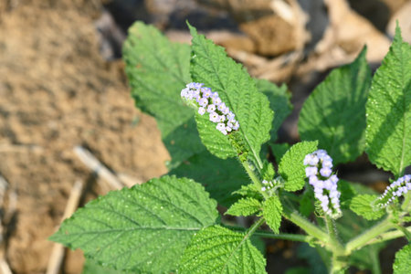 Heliotropium indicum plants flower. ItÂ is an annual hirsute plant. Its other name Indian...
