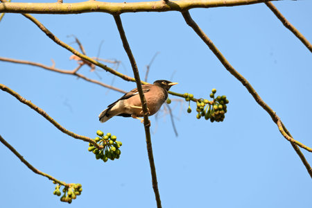 Indian Myna Birds on the tree branch. Its other names Common myna and mynah. This is  a bird of the starling family Sturnidae.の写真素材