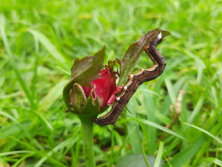Achaea janata. Its commen nameÂ castor semi looperÂ And croton caterpillar. This is...