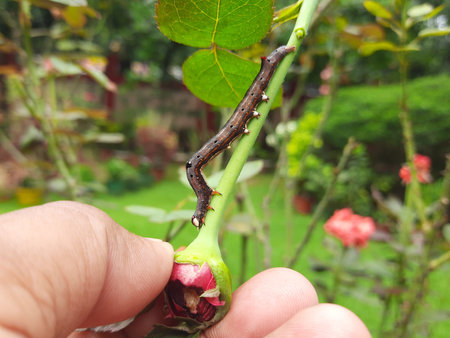 Achaea janata. Its commen nameÂ castor semi looperÂ And croton caterpillar. This is...