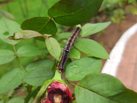 Achaea janata. Its commen nameÂ castor semi looperÂ And croton caterpillar. This is...