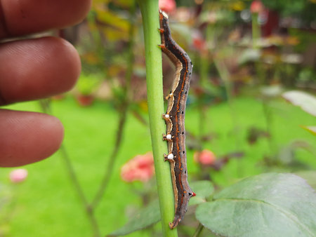 Achaea janata. Its commen nameÂ castor semi looperÂ And croton caterpillar. This is...